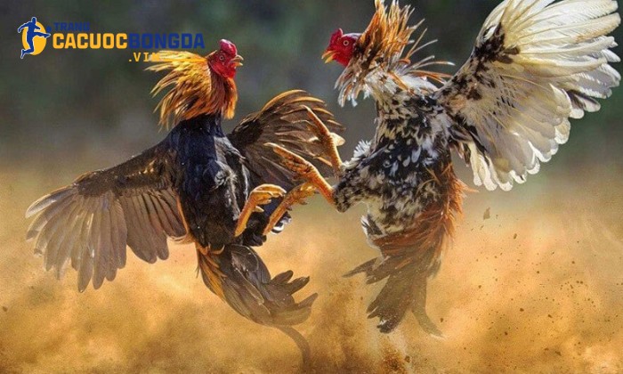 Cuộc đối đầu mãn nhãn của những chiến kê