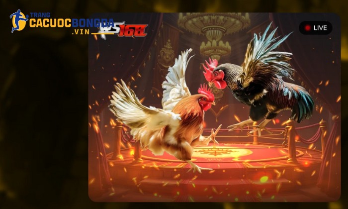 Đá gà TIP88 cam kết nguyên tắc minh bạch trong mọi ván kèo